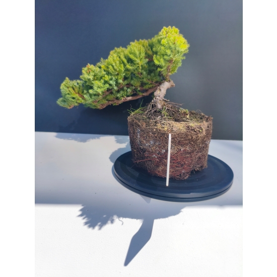 Żywe Drzewko Bonsai Jałowiec Rozesłany Procumbens 11-letni +GRATIS 490