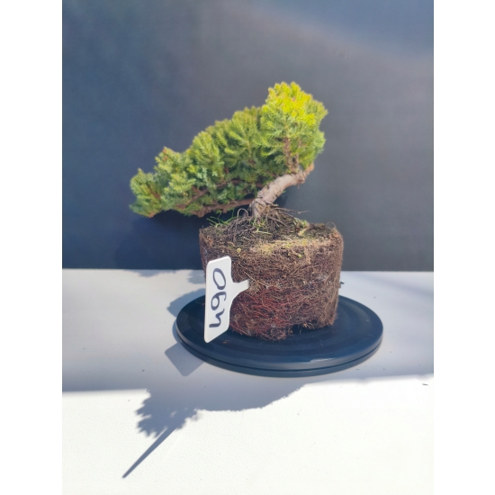 Żywe Drzewko Bonsai Jałowiec Rozesłany Procumbens 11-letni +GRATIS 490