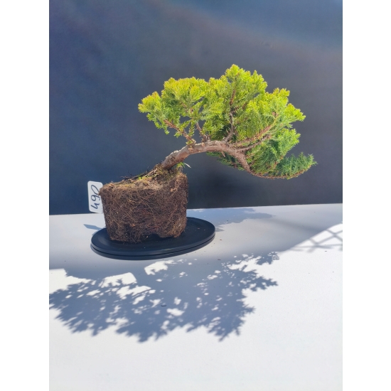 Żywe Drzewko Bonsai Jałowiec Rozesłany Procumbens 11-letni +GRATIS 490
