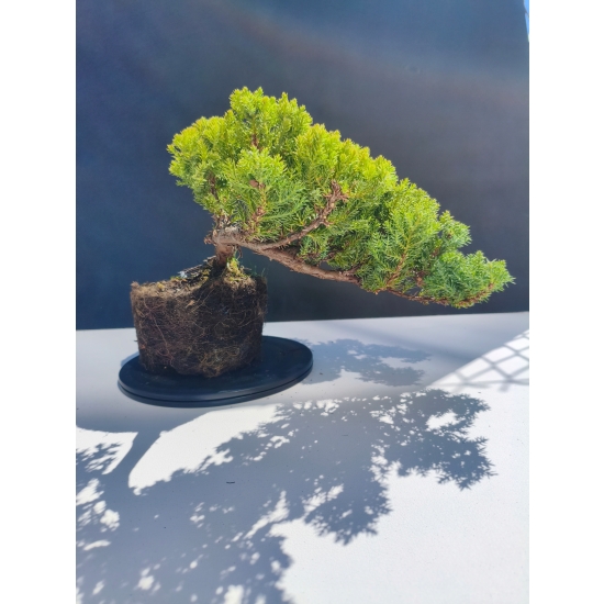 Żywe Drzewko Bonsai Jałowiec Rozesłany Procumbens 11-letni +GRATIS 490
