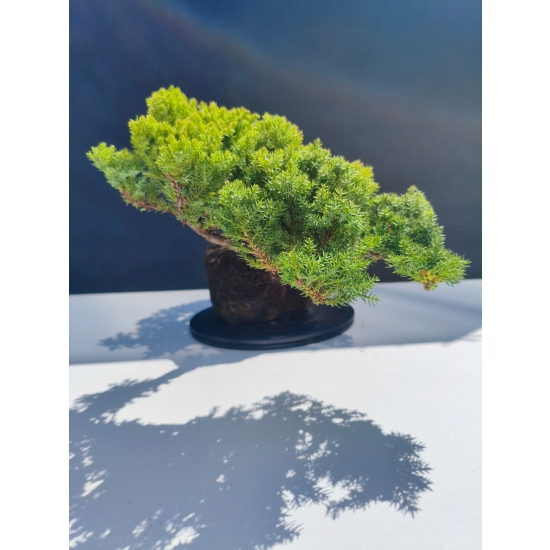 Żywe Drzewko Bonsai Jałowiec Rozesłany Procumbens 11-letni +GRATIS 490