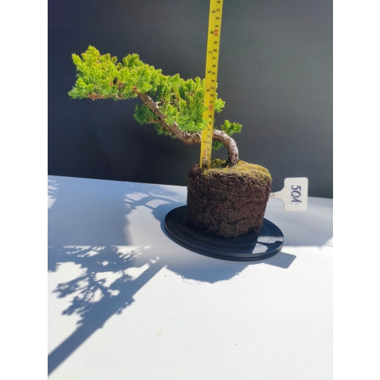 Żywe Drzewko Bonsai Jałowiec Rozesłany Procumbens 11-letni +GRATIS 501