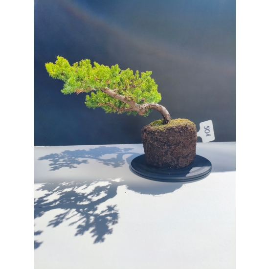 Żywe Drzewko Bonsai Jałowiec Rozesłany Procumbens 11-letni +GRATIS 501