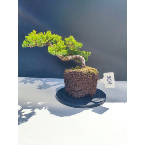 Żywe Drzewko Bonsai Jałowiec Rozesłany Procumbens 11-letni +GRATIS 501