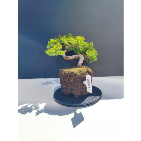 Żywe Drzewko Bonsai Jałowiec Rozesłany Procumbens 11-letni +GRATIS 501