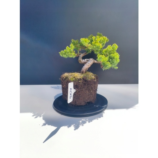 Żywe Drzewko Bonsai Jałowiec Rozesłany Procumbens 11-letni +GRATIS 501
