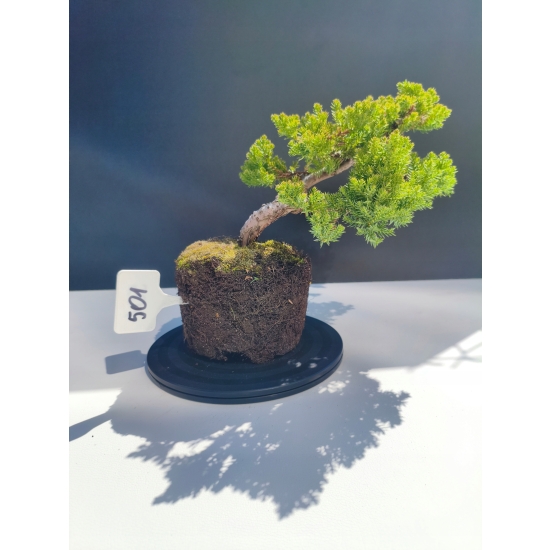 Żywe Drzewko Bonsai Jałowiec Rozesłany Procumbens 11-letni +GRATIS 501