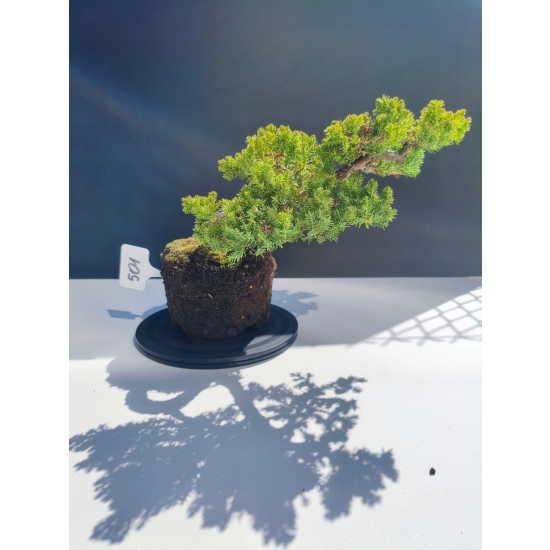Żywe Drzewko Bonsai Jałowiec Rozesłany Procumbens 11-letni +GRATIS 501