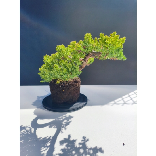 Żywe Drzewko Bonsai Jałowiec Rozesłany Procumbens 11-letni +GRATIS 501