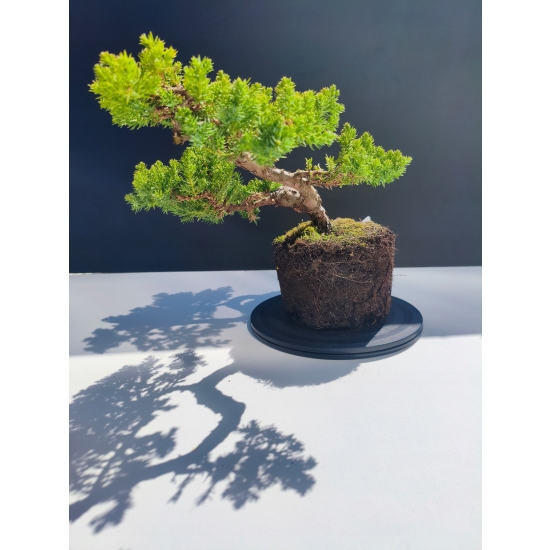 Żywe Drzewko Bonsai Jałowiec Rozesłany Procumbens 11-letni +GRATIS 501