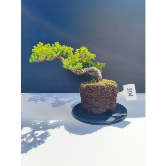 Żywe Drzewko Bonsai Jałowiec Rozesłany Procumbens 11-letni +GRATIS 501