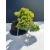 Żywe Drzewko Bonsai Jałowiec Rozesłany Procumbens 11-letni +GRATIS 500