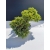 Żywe Drzewko Bonsai Jałowiec Rozesłany Procumbens 11-letni +GRATIS 500