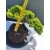 Żywe Drzewko Bonsai Jałowiec Rozesłany Procumbens 11-letni +GRATIS 500