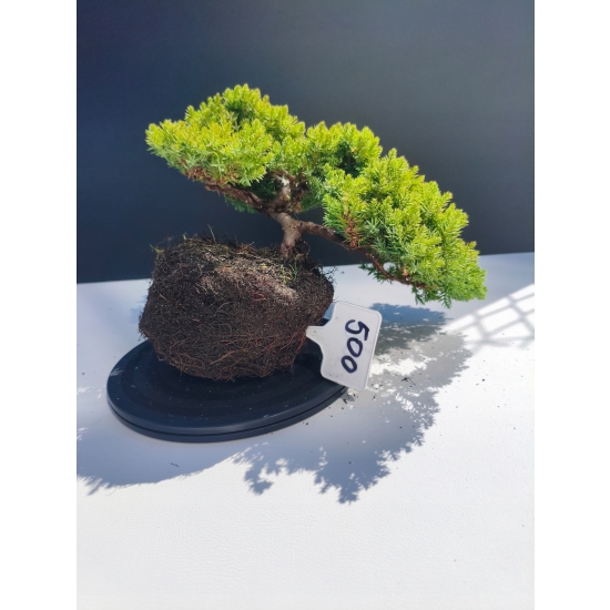 Żywe Drzewko Bonsai Jałowiec Rozesłany Procumbens 11-letni +GRATIS 500