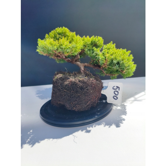 Żywe Drzewko Bonsai Jałowiec Rozesłany Procumbens 11-letni +GRATIS 500