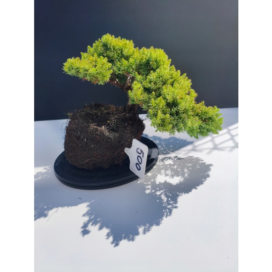 Żywe Drzewko Bonsai Jałowiec Rozesłany Procumbens 11-letni +GRATIS 500