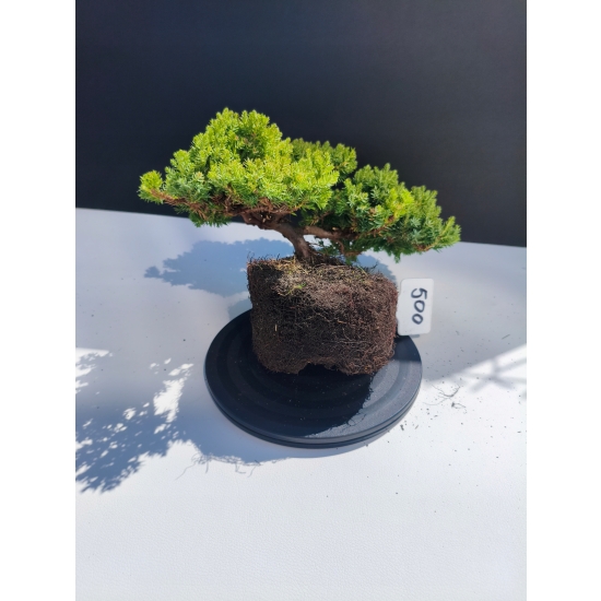 Żywe Drzewko Bonsai Jałowiec Rozesłany Procumbens 11-letni +GRATIS 500