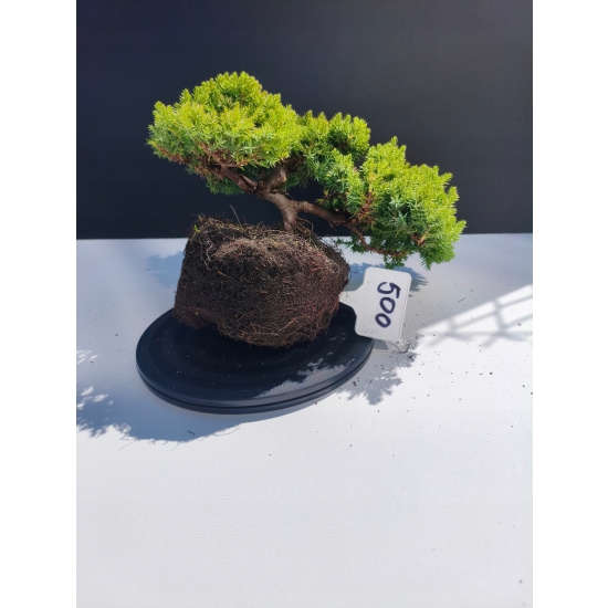 Żywe Drzewko Bonsai Jałowiec Rozesłany Procumbens 11-letni +GRATIS 500