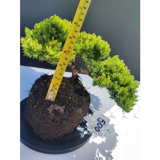 Żywe Drzewko Bonsai Jałowiec Rozesłany Procumbens 11-letni +GRATIS 500