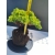 Żywe Drzewko Bonsai Jałowiec Rozesłany Procumbens 11-letni +GRATIS 503
