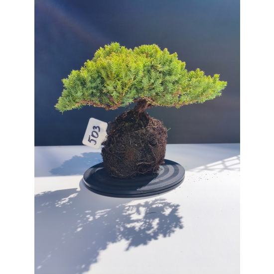 Żywe Drzewko Bonsai Jałowiec Rozesłany Procumbens 11-letni +GRATIS 503