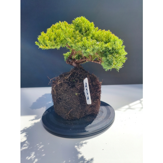 Żywe Drzewko Bonsai Jałowiec Rozesłany Procumbens 11-letni +GRATIS 503