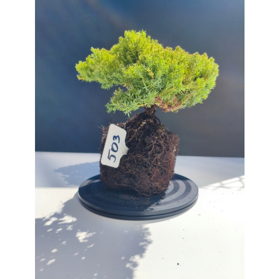 Żywe Drzewko Bonsai Jałowiec Rozesłany Procumbens 11-letni +GRATIS 503