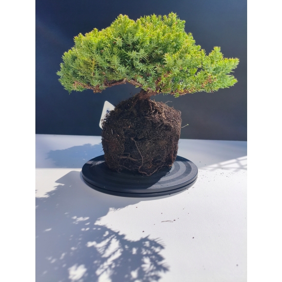 Żywe Drzewko Bonsai Jałowiec Rozesłany Procumbens 11-letni +GRATIS 503