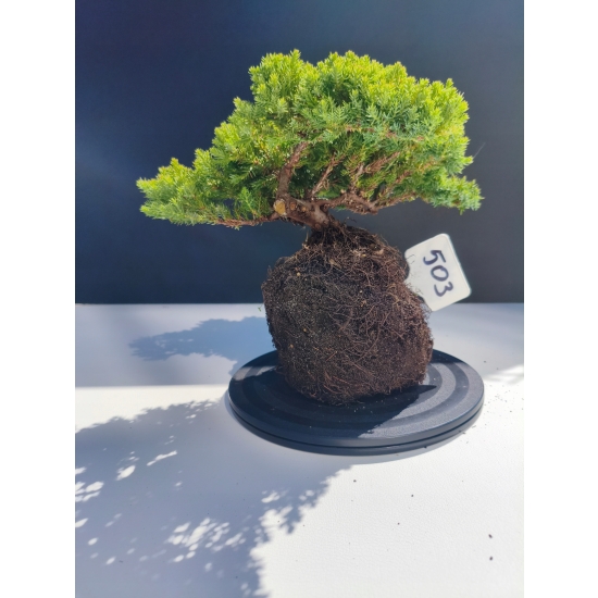 Żywe Drzewko Bonsai Jałowiec Rozesłany Procumbens 11-letni +GRATIS 503