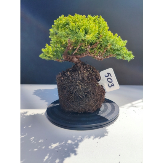 Żywe Drzewko Bonsai Jałowiec Rozesłany Procumbens 11-letni +GRATIS 503