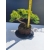Żywe Drzewko Bonsai Jałowiec Rozesłany Procumbens 11-letni +GRATIS 506