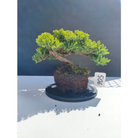 Żywe Drzewko Bonsai Jałowiec Rozesłany Procumbens 11-letni +GRATIS 506