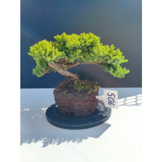 Żywe Drzewko Bonsai Jałowiec Rozesłany Procumbens 11-letni +GRATIS 506
