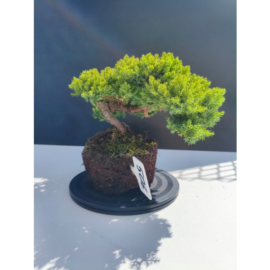 Żywe Drzewko Bonsai Jałowiec Rozesłany Procumbens 11-letni +GRATIS 506