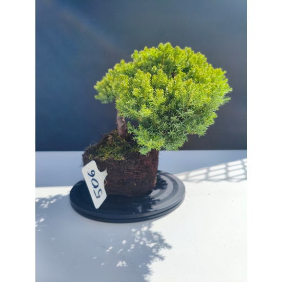 Żywe Drzewko Bonsai Jałowiec Rozesłany Procumbens 11-letni +GRATIS 506