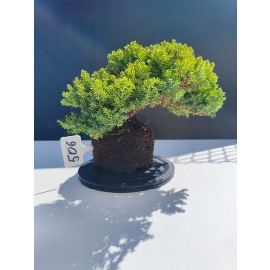 Żywe Drzewko Bonsai Jałowiec Rozesłany Procumbens 11-letni +GRATIS 506