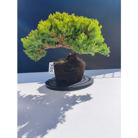 Żywe Drzewko Bonsai Jałowiec Rozesłany Procumbens 11-letni +GRATIS 506