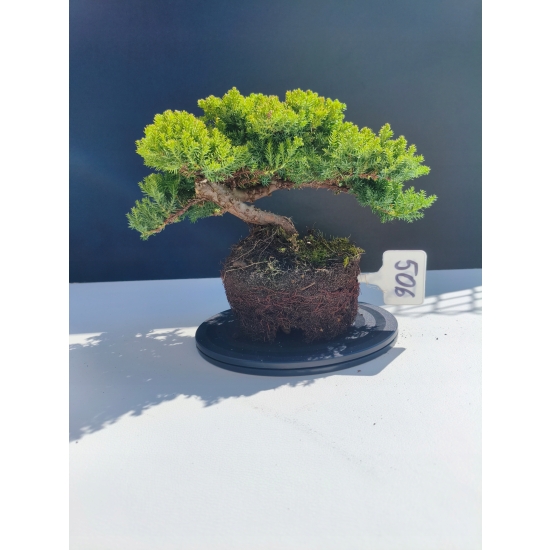 Żywe Drzewko Bonsai Jałowiec Rozesłany Procumbens 11-letni +GRATIS 506