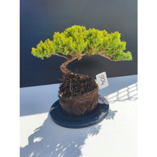 Żywe Drzewko Bonsai Jałowiec Rozesłany Procumbens 11-letni +GRATIS 504