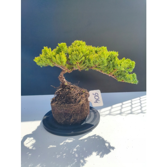 Żywe Drzewko Bonsai Jałowiec Rozesłany Procumbens 11-letni +GRATIS 504