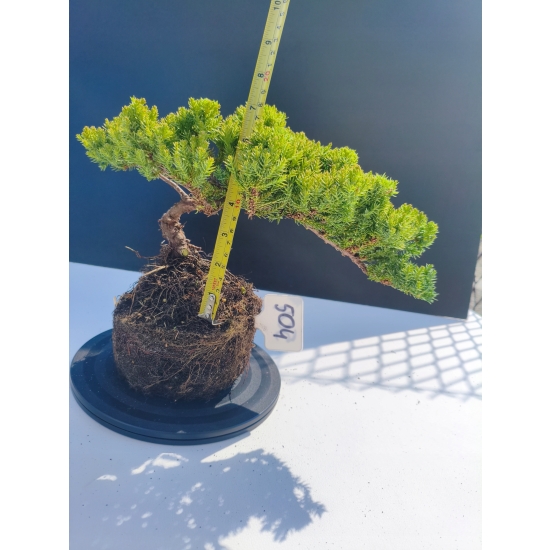 Żywe Drzewko Bonsai Jałowiec Rozesłany Procumbens 11-letni +GRATIS 504