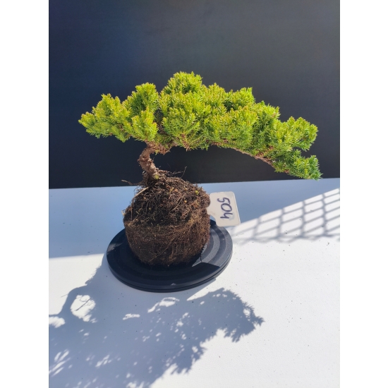 Żywe Drzewko Bonsai Jałowiec Rozesłany Procumbens 11-letni +GRATIS 504