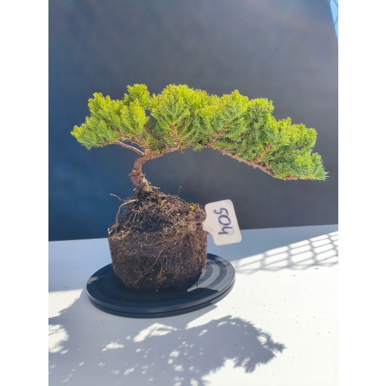 Żywe Drzewko Bonsai Jałowiec Rozesłany Procumbens 11-letni +GRATIS 504