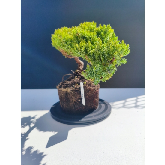 Żywe Drzewko Bonsai Jałowiec Rozesłany Procumbens 11-letni +GRATIS 504