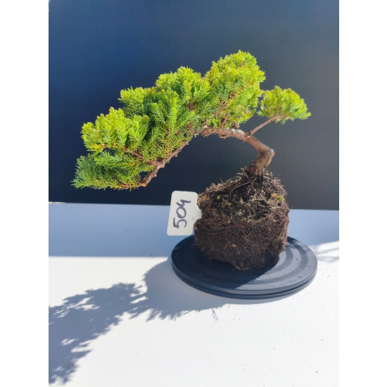 Żywe Drzewko Bonsai Jałowiec Rozesłany Procumbens 11-letni +GRATIS 504