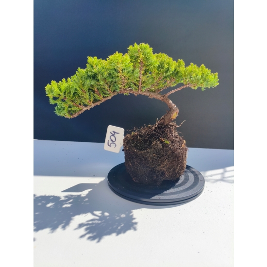 Żywe Drzewko Bonsai Jałowiec Rozesłany Procumbens 11-letni +GRATIS 504