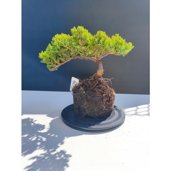 Żywe Drzewko Bonsai Jałowiec Rozesłany Procumbens 11-letni +GRATIS 504