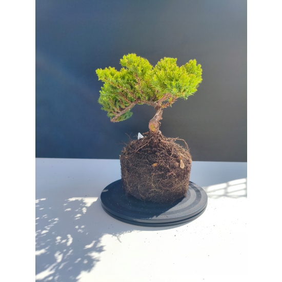 Żywe Drzewko Bonsai Jałowiec Rozesłany Procumbens 11-letni +GRATIS 504