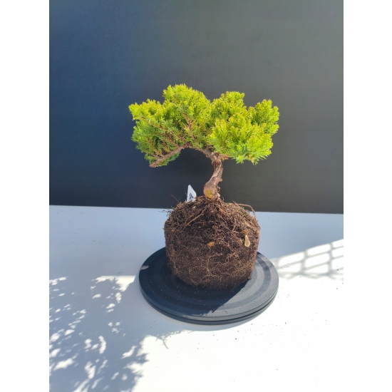 Żywe Drzewko Bonsai Jałowiec Rozesłany Procumbens 11-letni +GRATIS 504